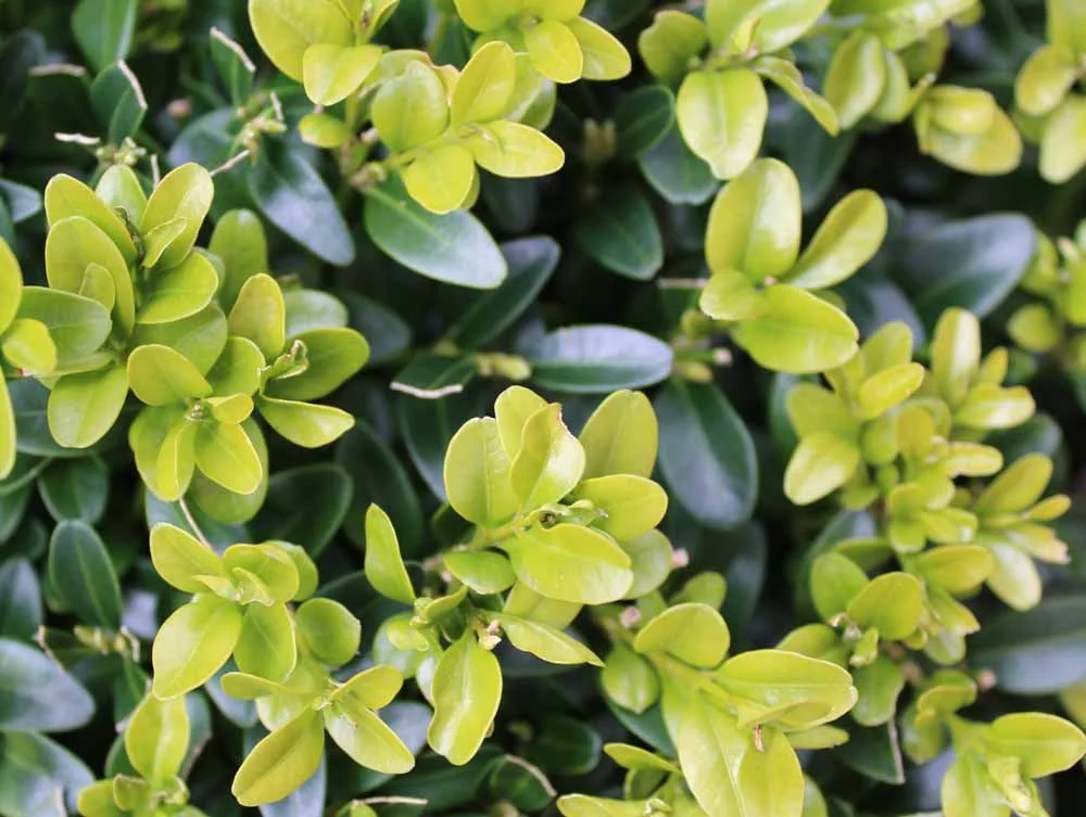 Box-hedging-supplied-and-hedges-planted-Chorley.jpg
