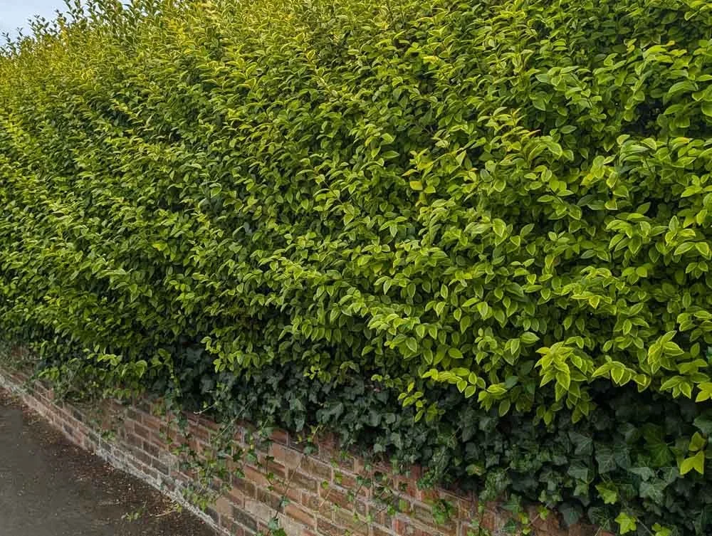 Golden-Privet-Screening-Hedging-Privacy-Hedge-Chorley.jpg