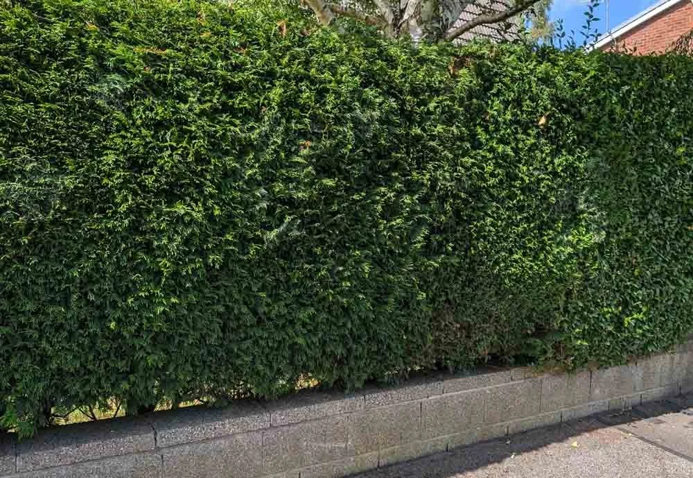 Hedging-for-screening-Chorley.jpg