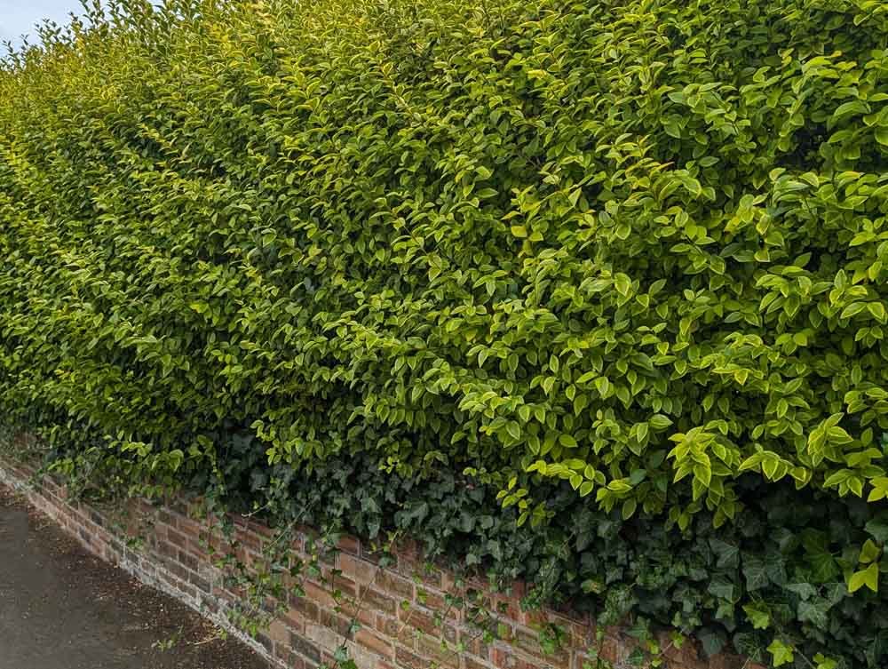 Golden-Privet-Screening-Hedging-Privacy-Hedge-Preston.jpg