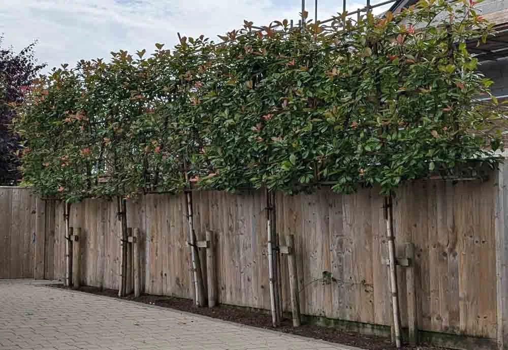 Screening-Hedging-Longridge.jpg