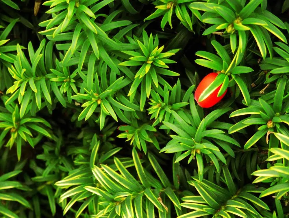 Yew-hedging-supplied-and-hedges-planted-Horwich.jpg