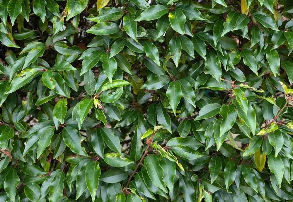 Screening-Hedge-Horwich.jpg