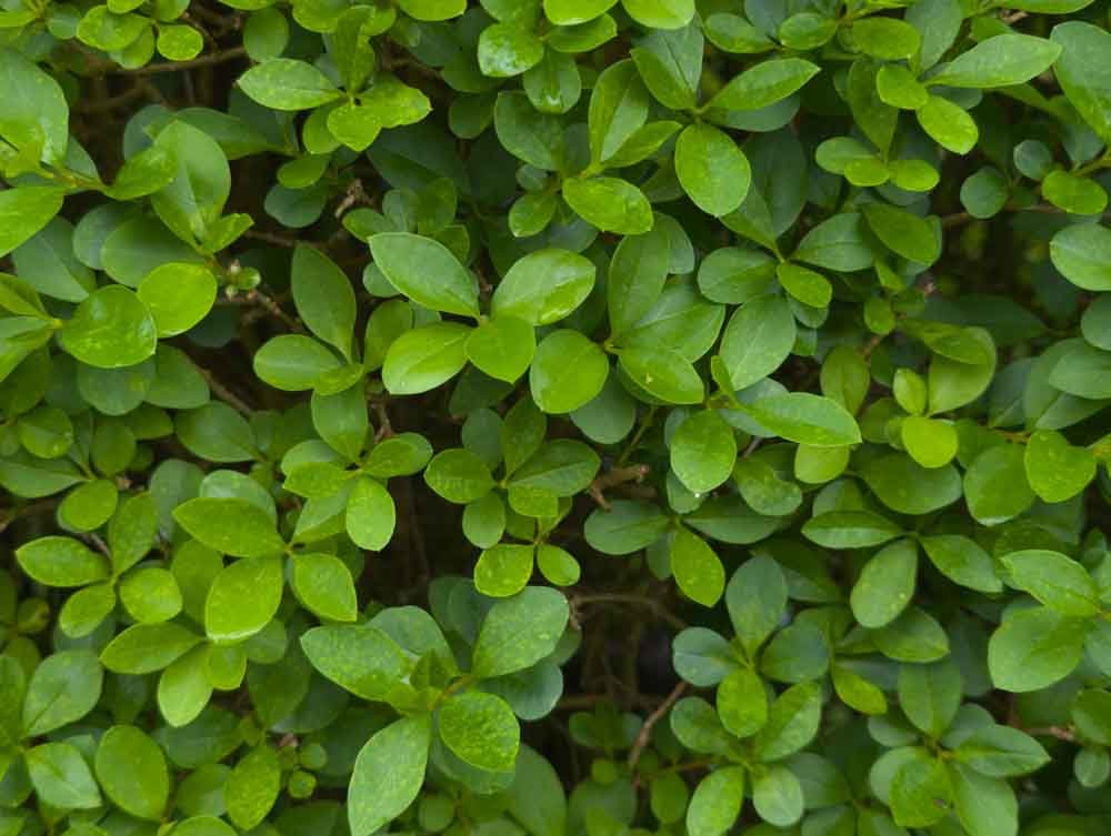 Privet-hedging-supplied-and-hedges-planted-Garstang.jpg