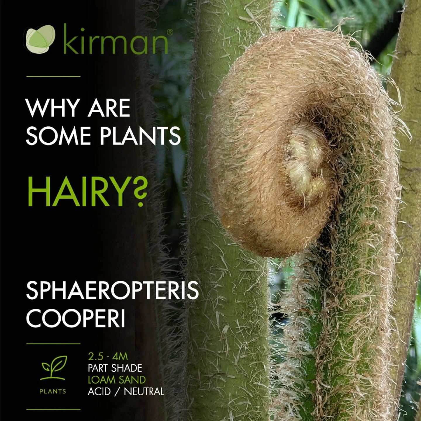 🌿 Why Are Some Plants Hairy?

Have you ever looked closely at a tree fern and wondered why it's covered in soft brown hairs?

Those hairs aren't just there for decoration&mdash;they're a clever survival strategy.

Plant hairs, known as trichomes, se
