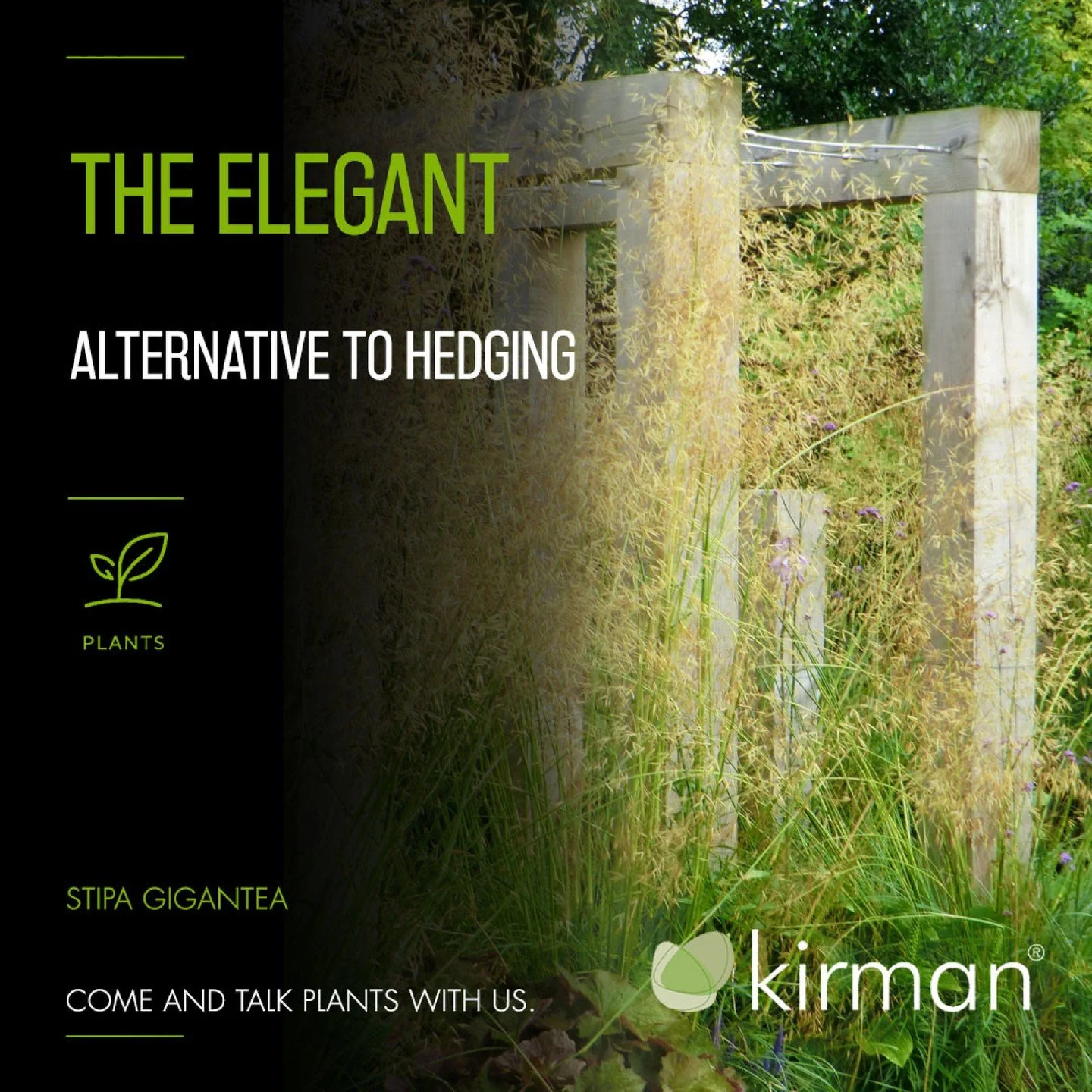 Sometimes the best hedge isn't a hedge at all.

If you're looking to create privacy without feeling enclosed, Stipa gigantea&mdash;often called Giant Golden Oats&mdash;is one of the most elegant plants you can choose.

Unlike a traditional hedge, it 