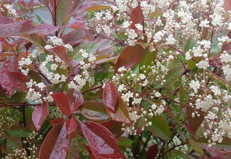 Hedges and Hedging in Marple
