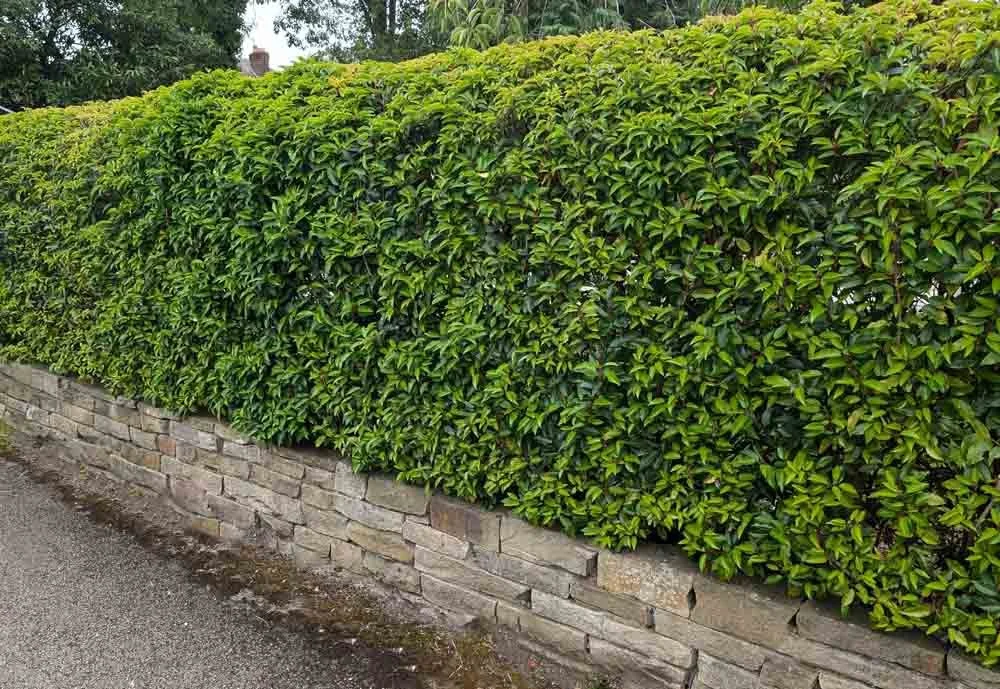 Hedges and Hedging in Ramsbottom