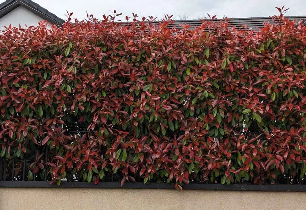 Privacy Hedges Security Hedges and Screening Hedging on the Wirral