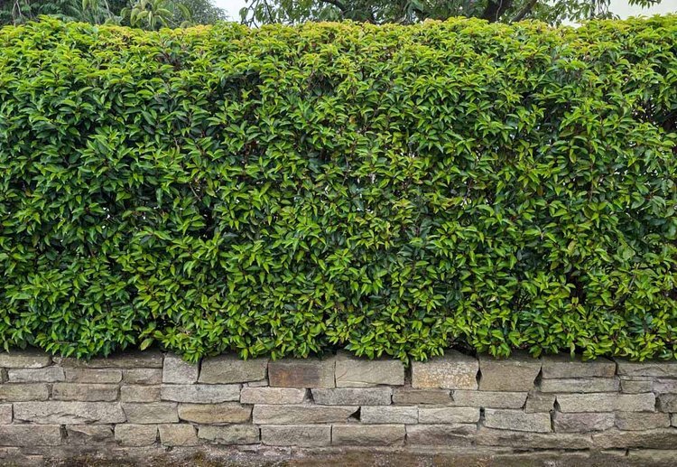 Privacy Hedges Security Hedges and Screening Hedging in Egerton