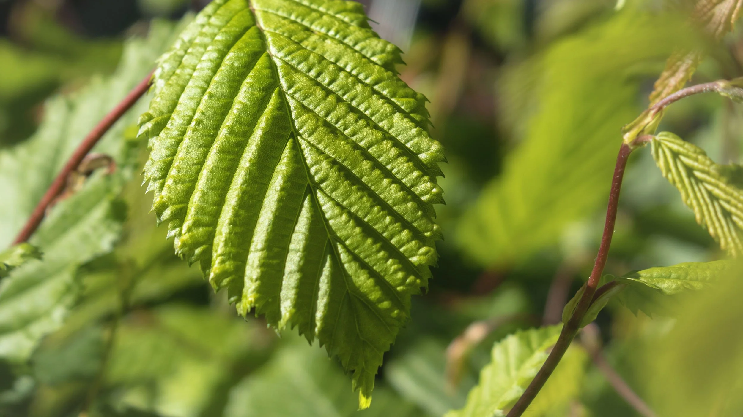 Beech-Hedging-Northwest-England-02.jpg