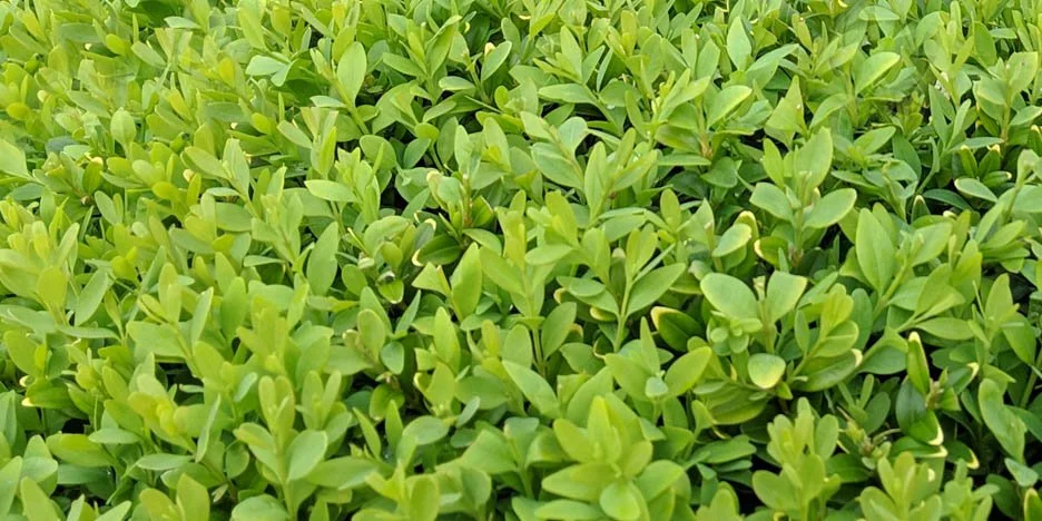 Buxus sempervirens hedging
