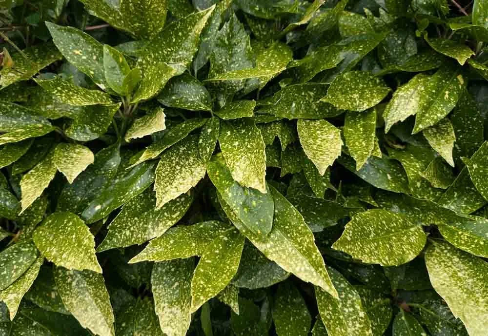 Hedges and Hedging in Mawdlesley