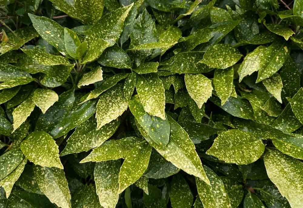 Hedges and Hedging in Timperley