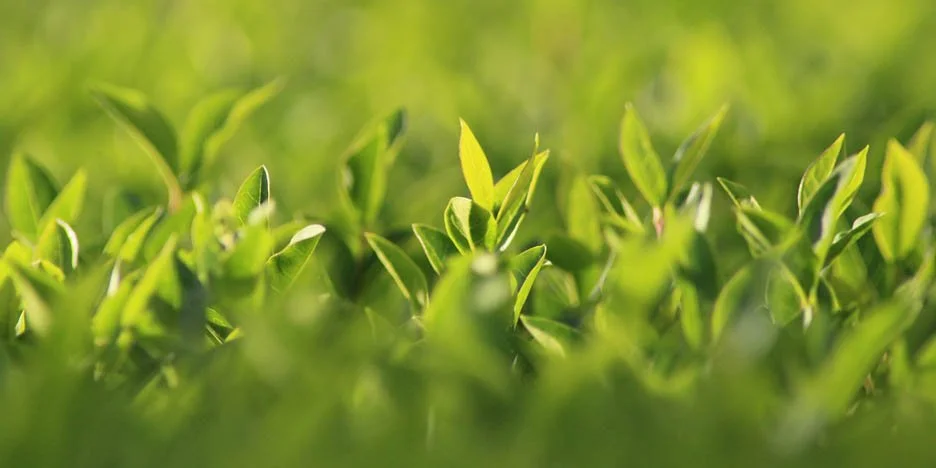 Buxus sempervirens hedging