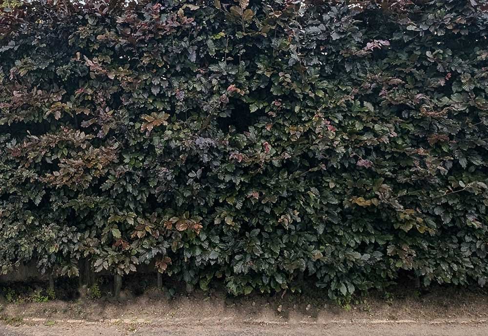 Hedges and Hedging in the Altrincham