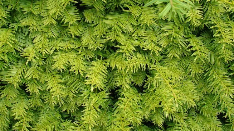 Yew or Taxus privacy hedge planted in Clitheroe