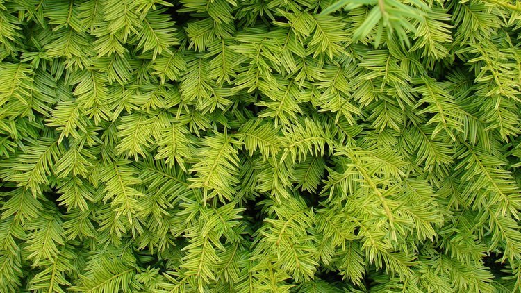 Privacy Hedges and Security Hedging in Whalley