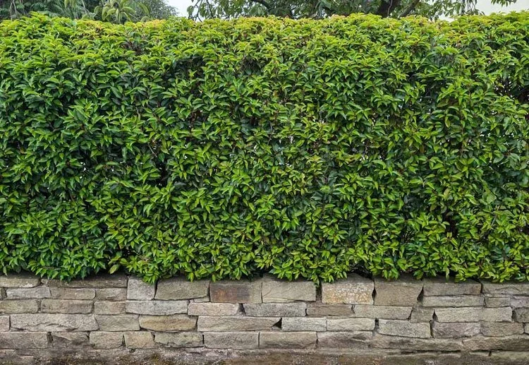 Privacy Hedges Security Hedges and Screening Hedging in Turton