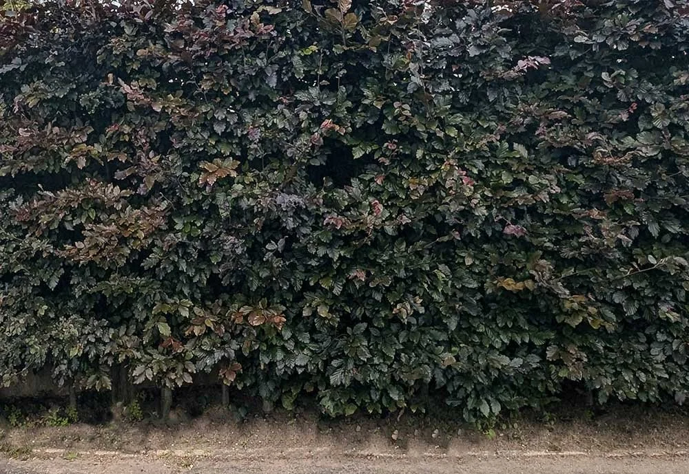 Hedges and Hedging in Lathom