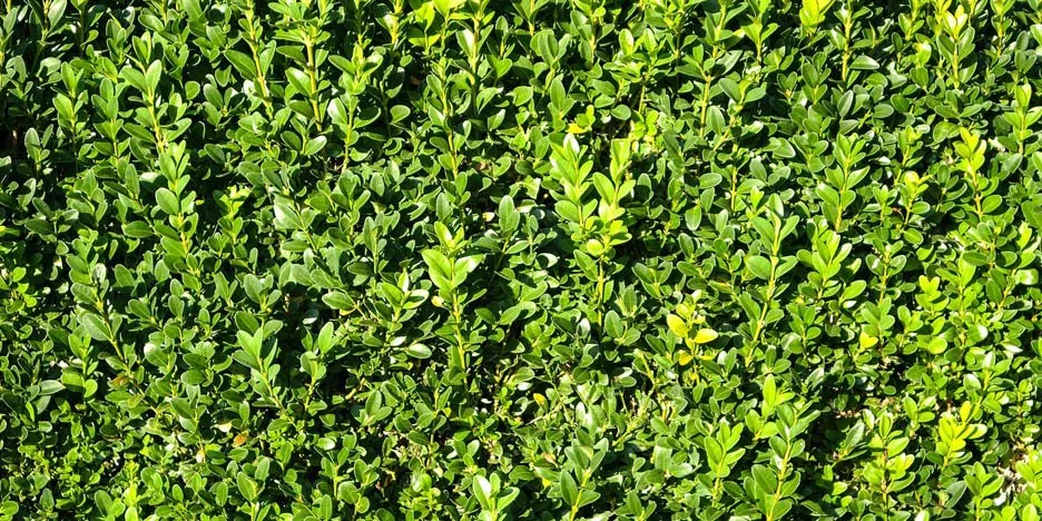 Buxus sempervirens hedging