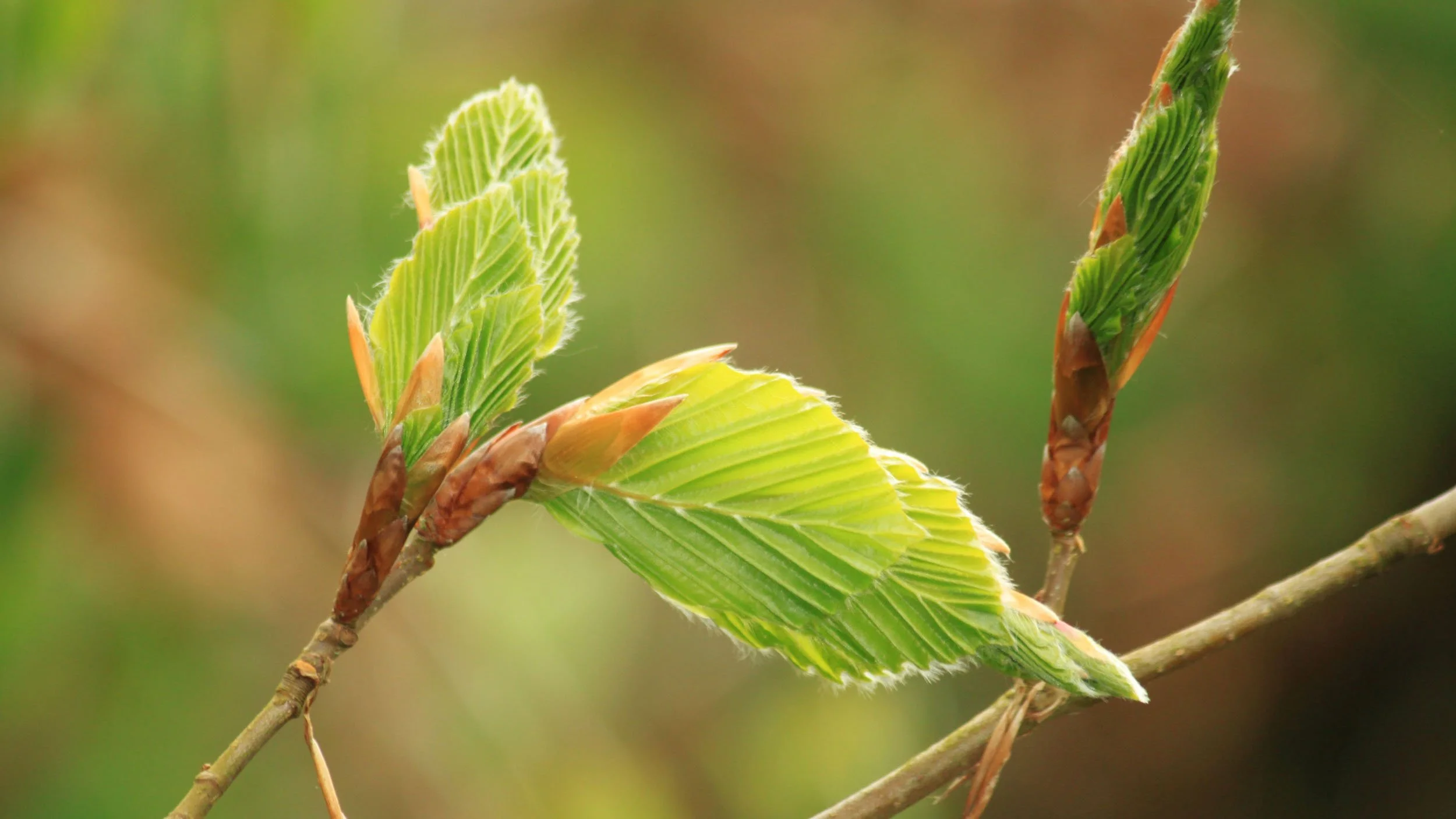 Beech-Hedging-Northwest-England-01.jpg