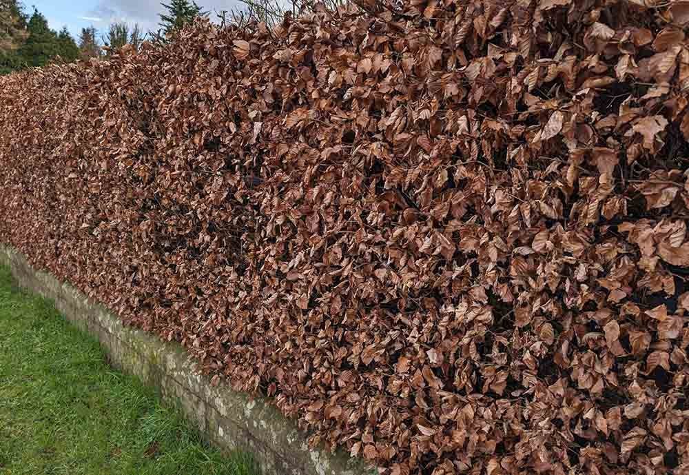 Hedges and Hedging in Leyland
