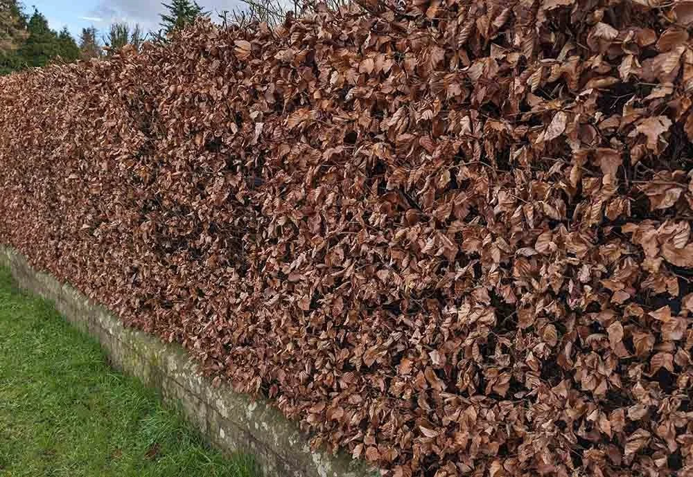 Hedges and Hedging in Worsley