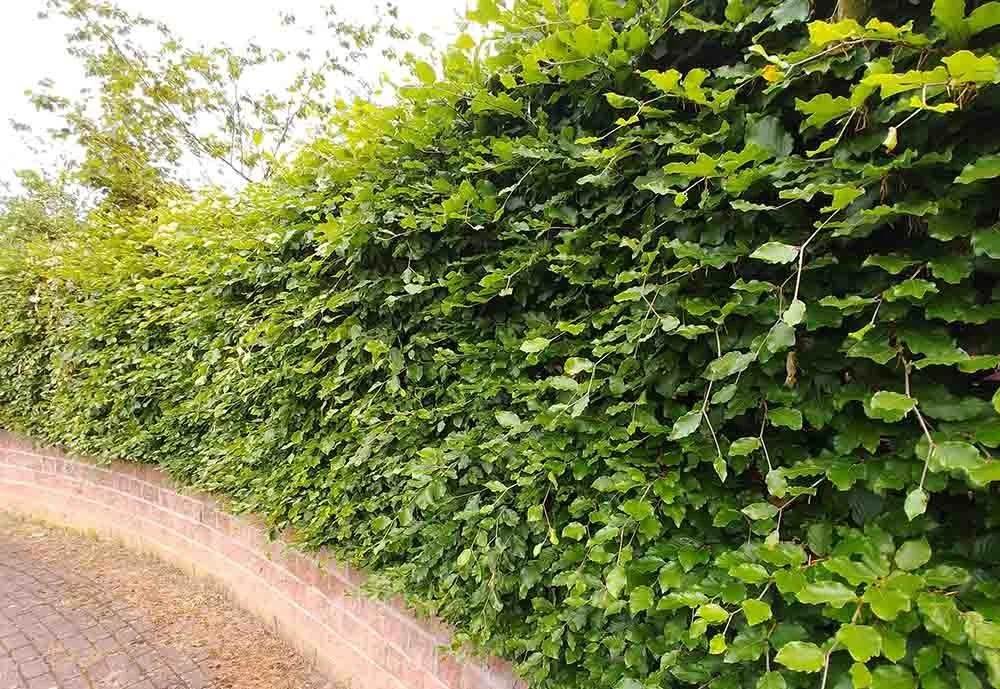 Privacy Hedges Security Hedges and Screening Hedging in Leyland