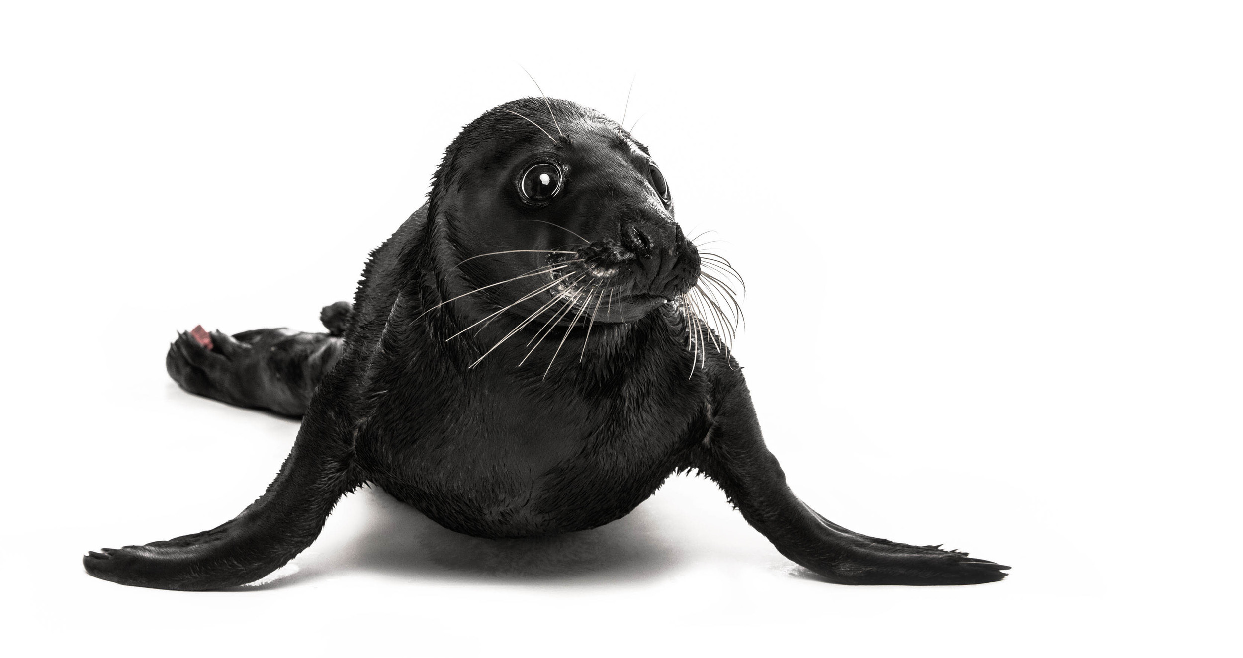 Rare black seal (melanism) Sealhospital Pieterburen (NL)