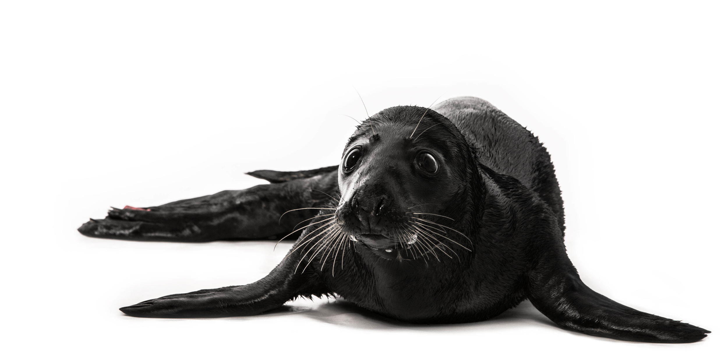  SEALS HOSPITAL Zeehonden Creche Pieterburen (NL), a hospital for seals. In the shelter stay only animals that therefore sick, injured or in trouble have fallen for any reason. There goal is to bring the animals back to health and convalesced back to