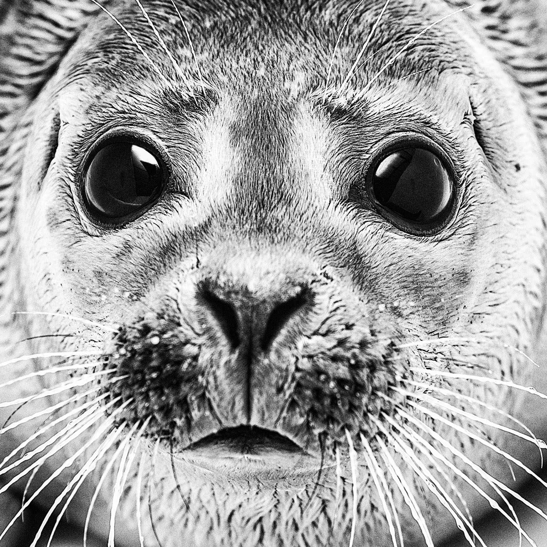  SEALS HOSPITAL Zeehonden Creche Pieterburen (NL), a hospital for seals. In the shelter stay only animals that therefore sick, injured or in trouble have fallen for any reason. There goal is to bring the animals back to health and convalesced back to