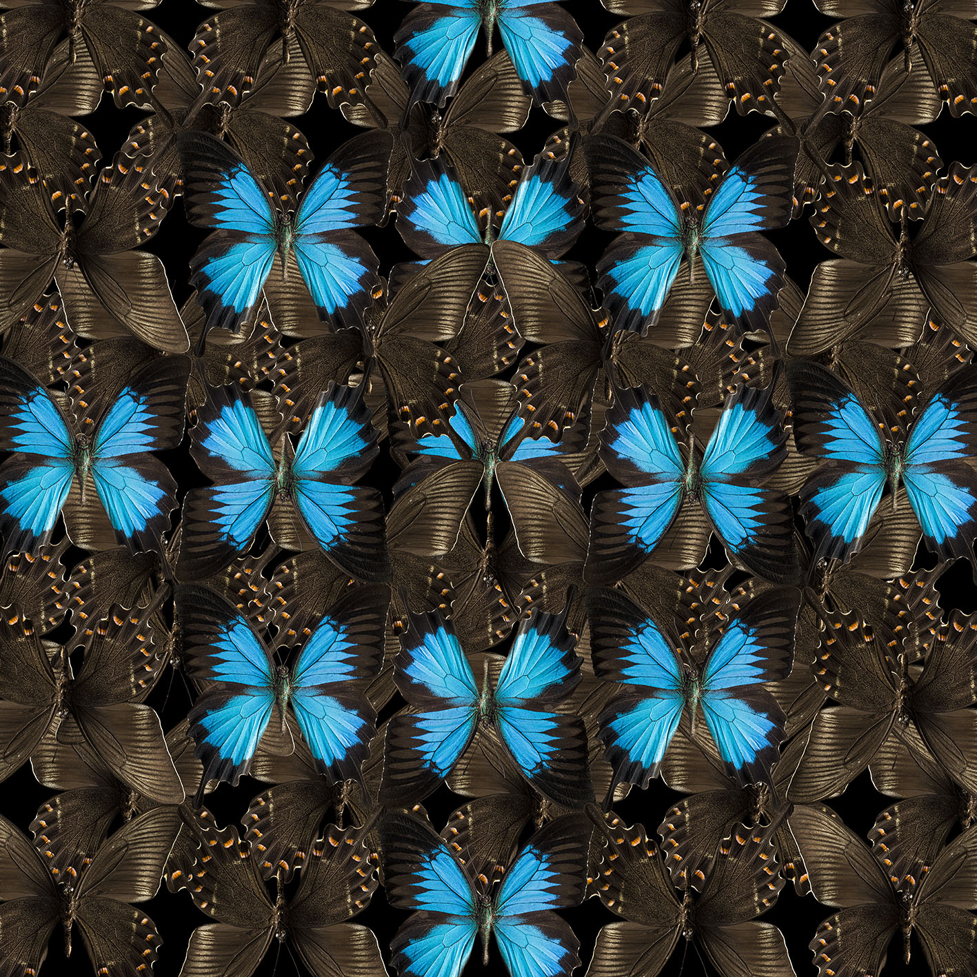0062_butterfly-4-nov2015.jpg