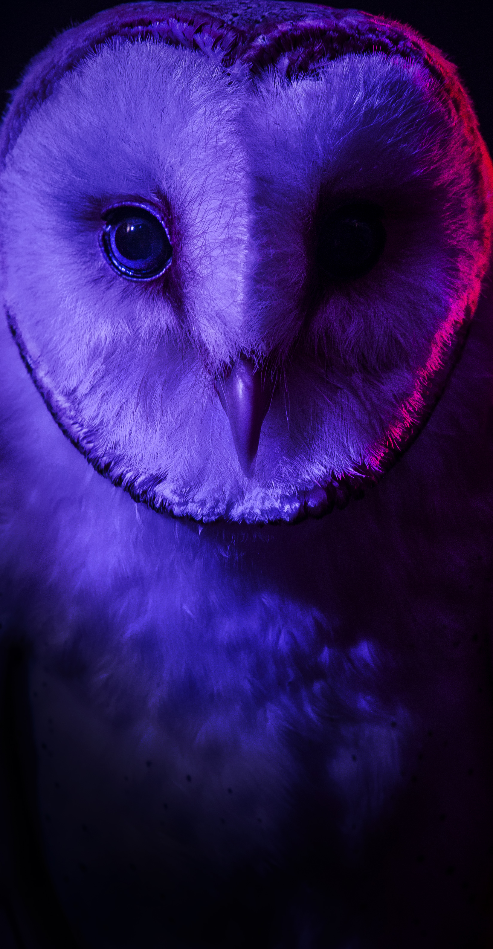 Owl (DoeZoo)