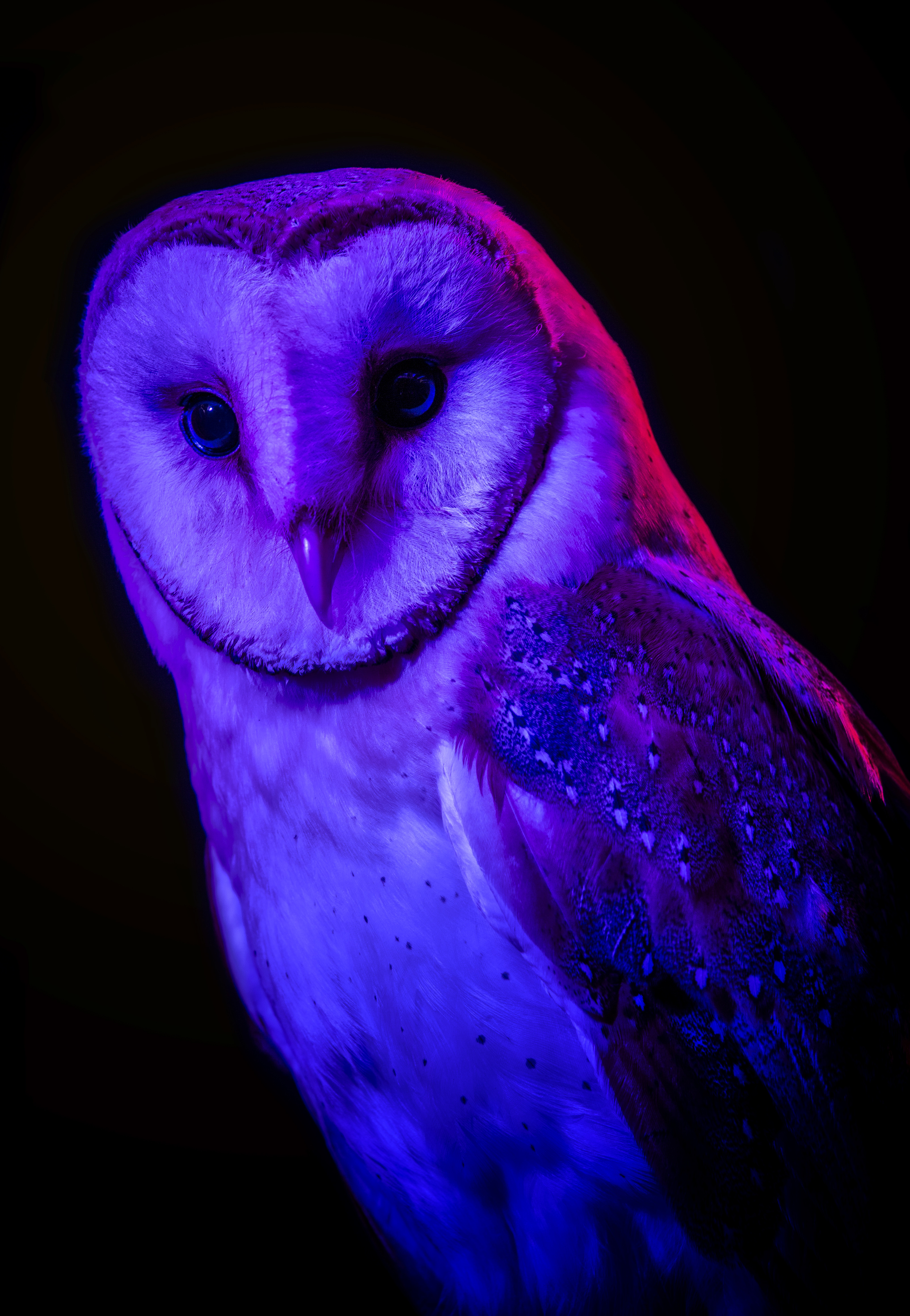 Owl (DoeZoo)