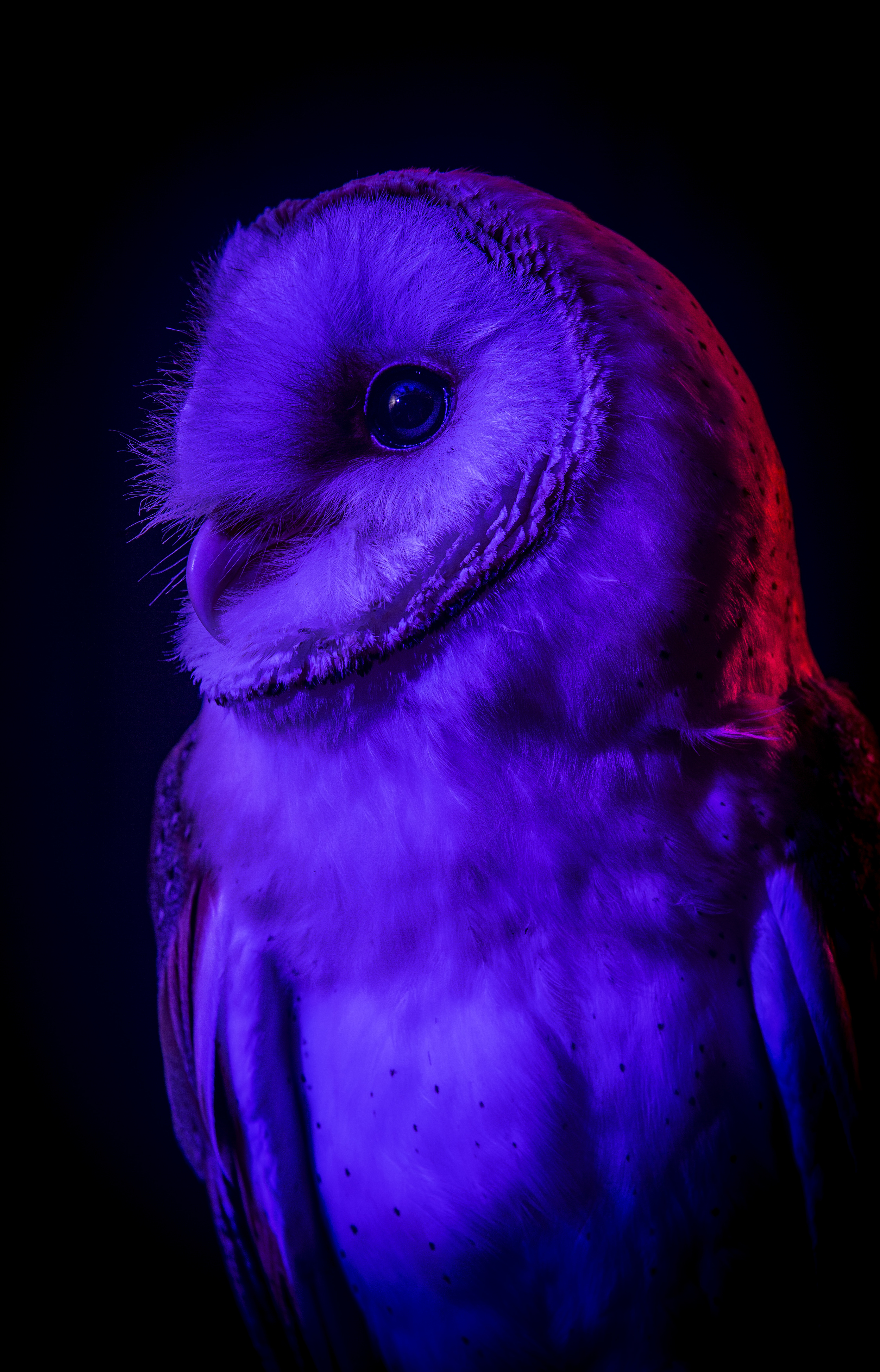 Owl (DoeZoo)