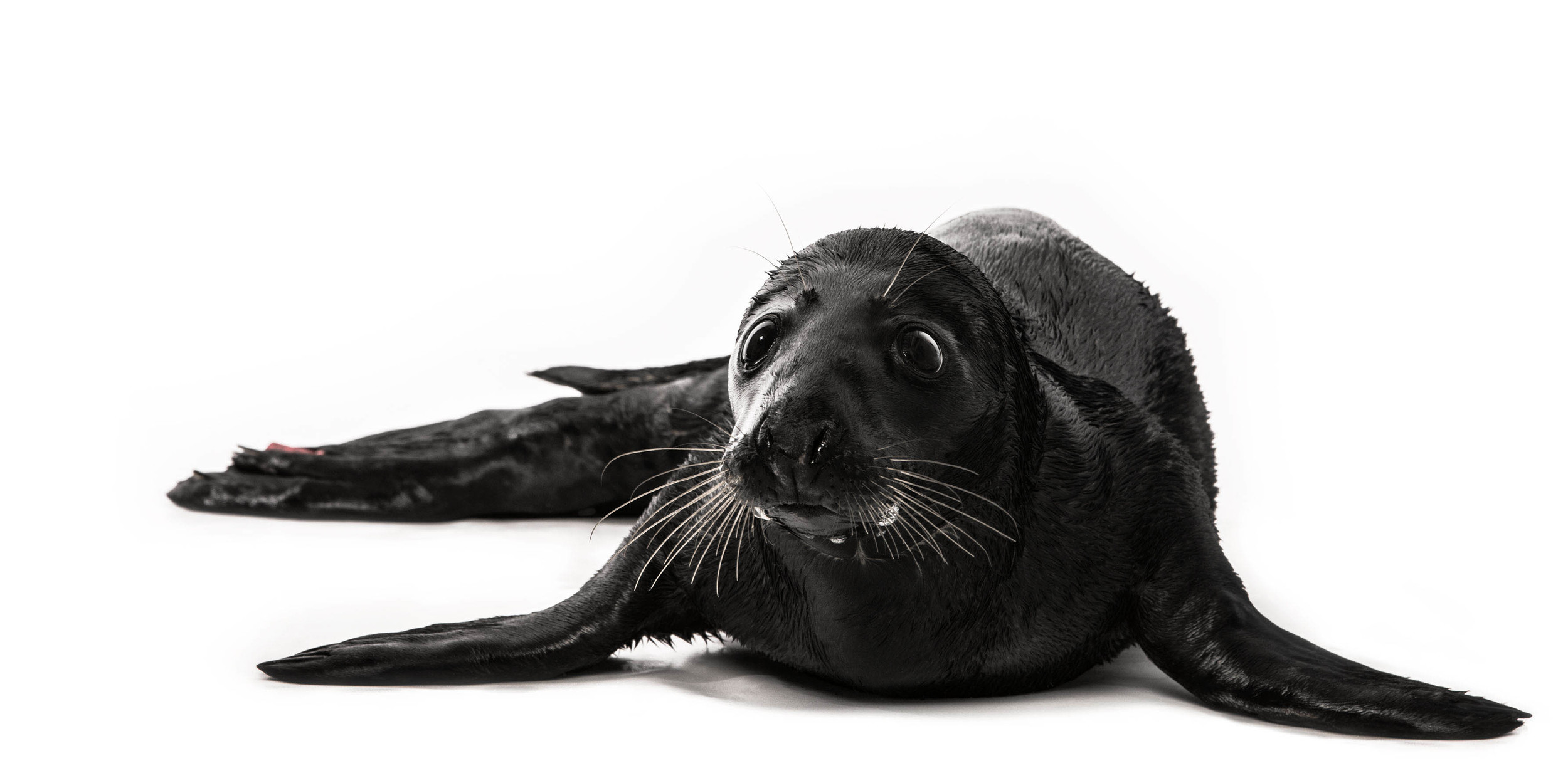 Rare black seal (melanism) Sealhospital Pieterburen (NL)