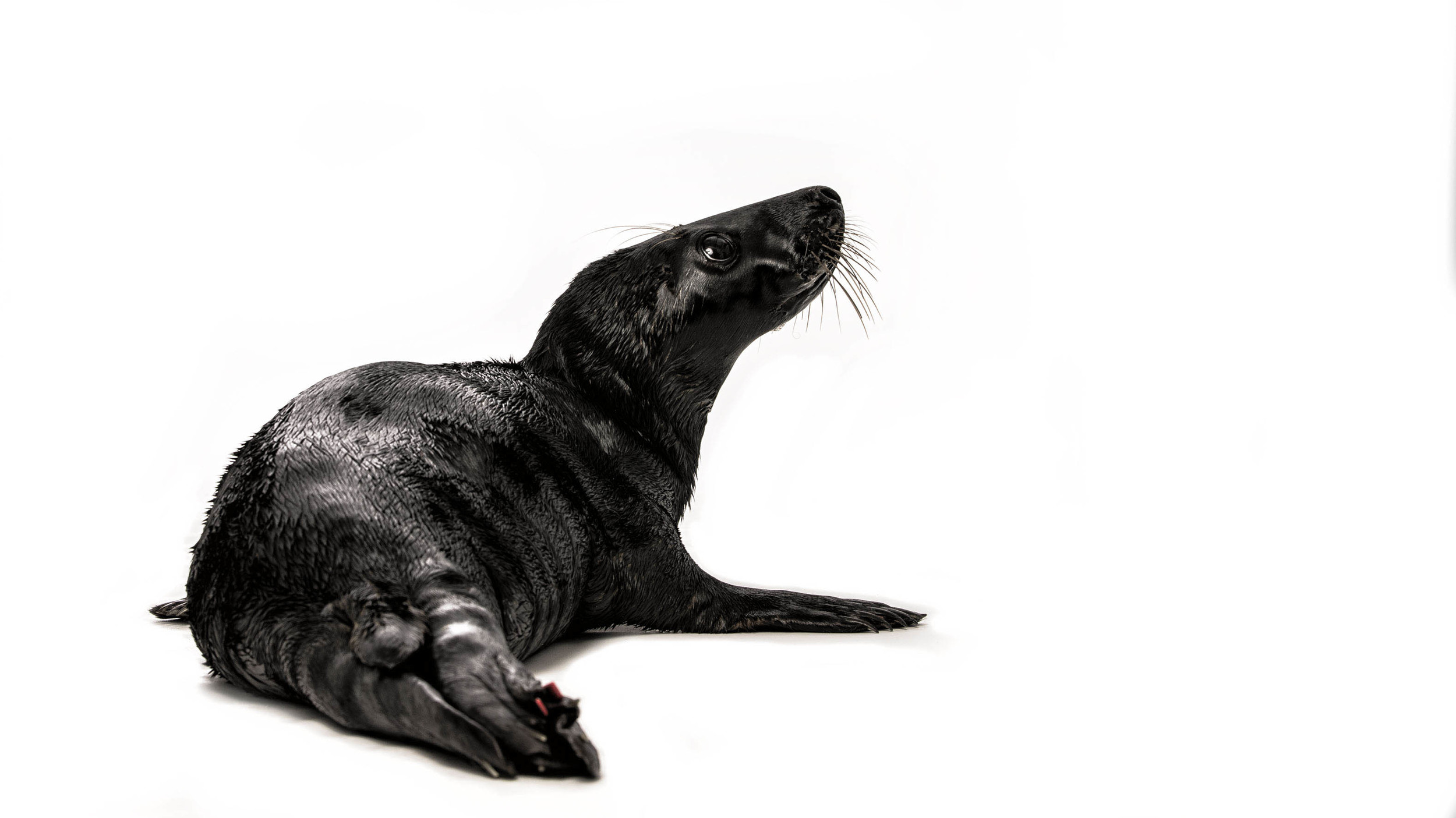 Rare black seal (melanism) Sealhospital Pieterburen (NL)