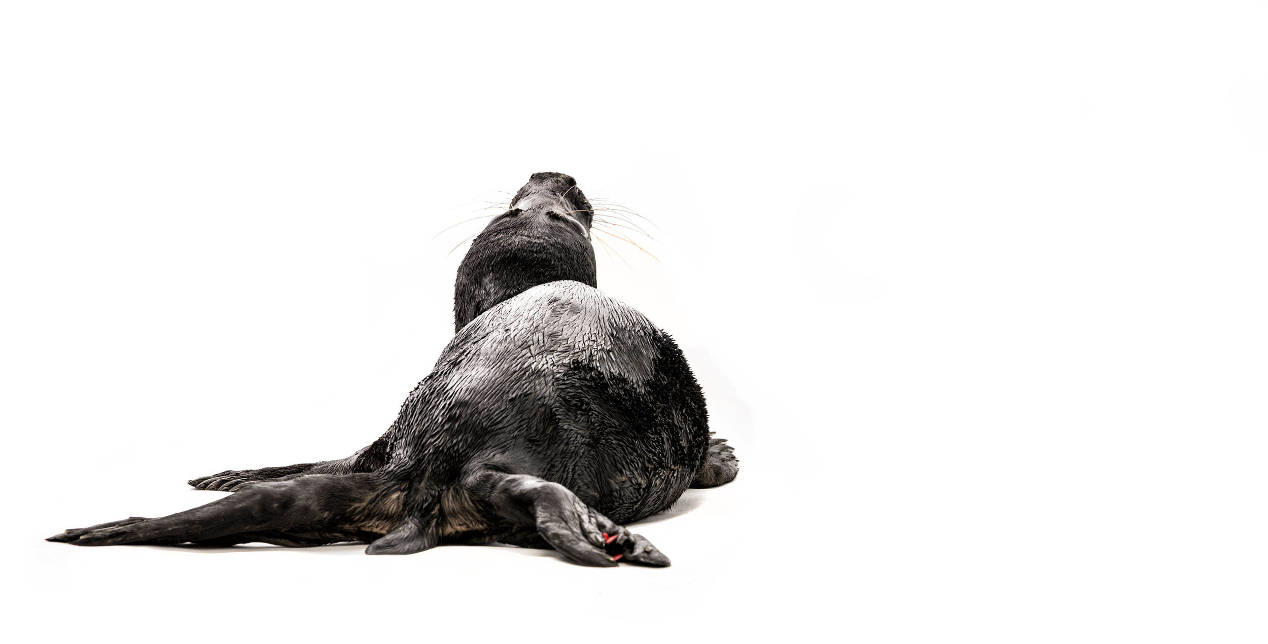 Rare black seal (melanism) Sealhospital Pieterburen (NL)