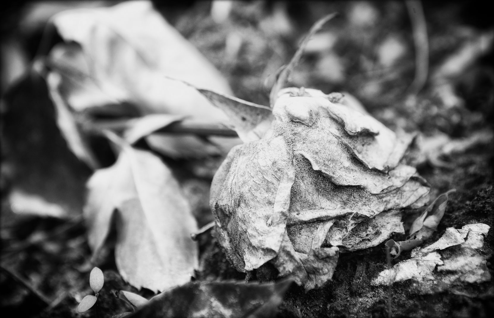 nature cemetery