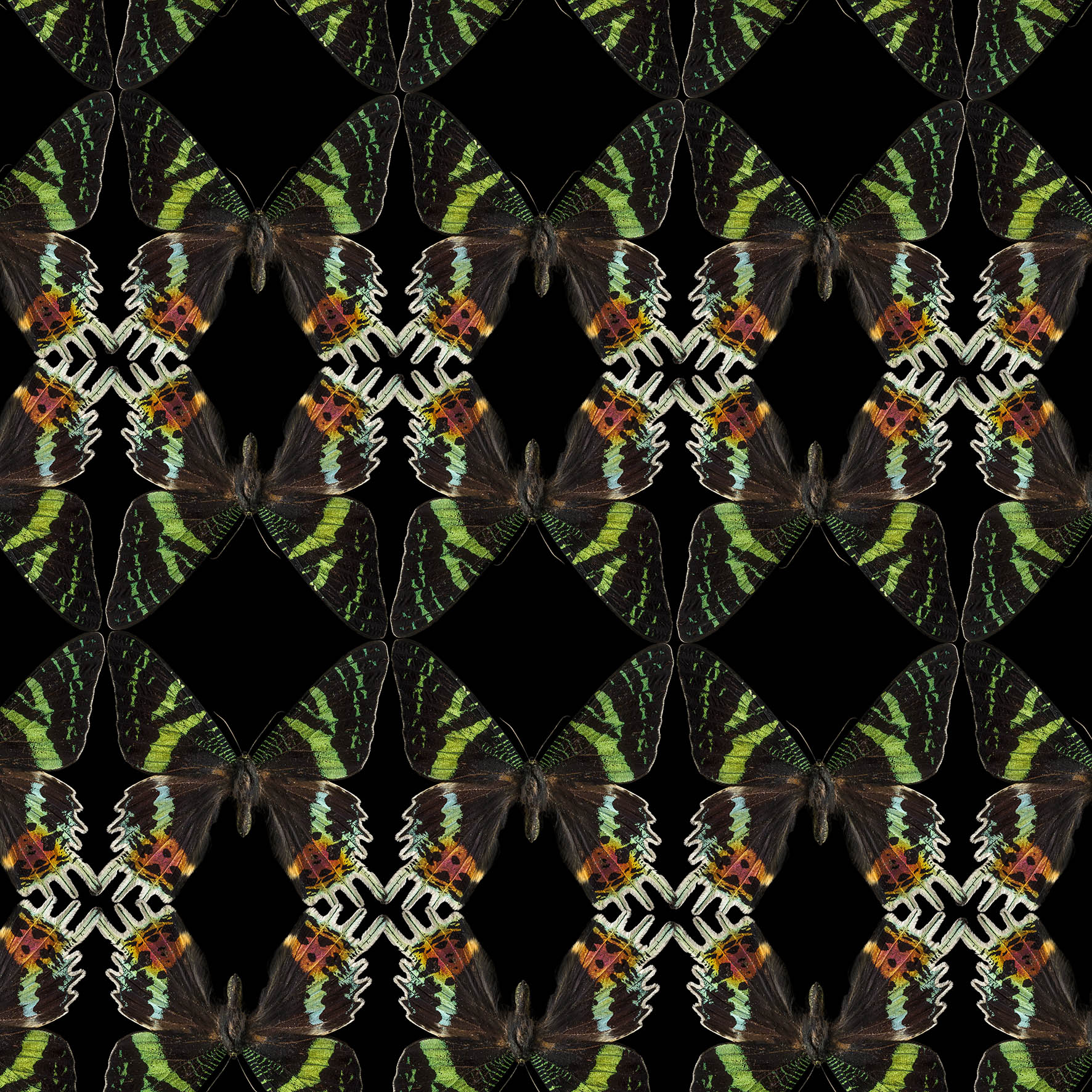 0037_Butterfly-black-green 102015-def.jpg