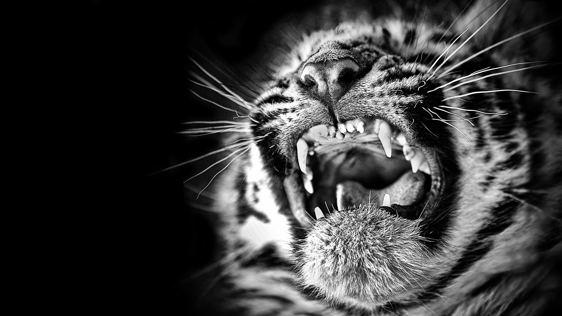 0070_-tiger screaming-deborahroffel.jpg