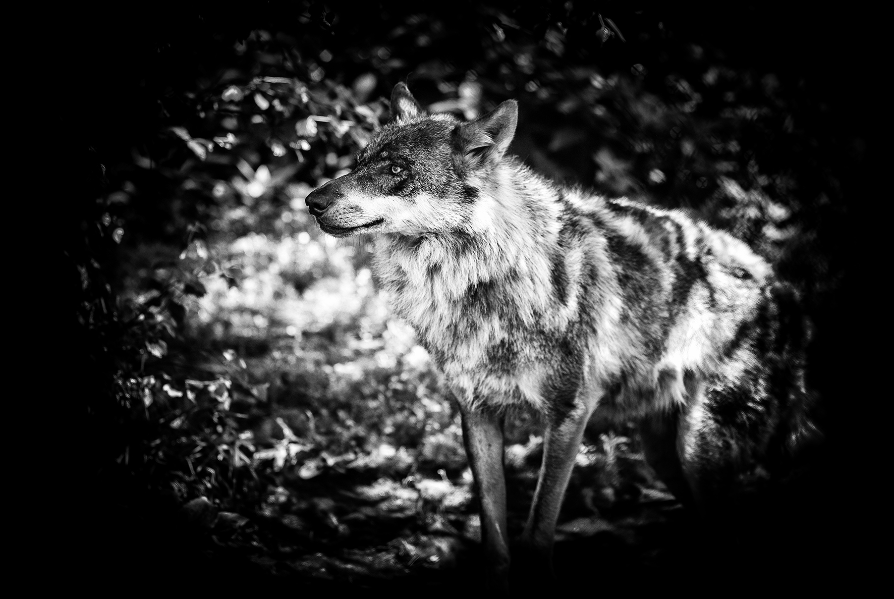 wolf-06062016-4614-2.jpg