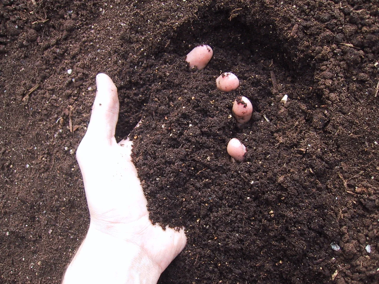 fresh-soil-1468423-1280x960.jpg