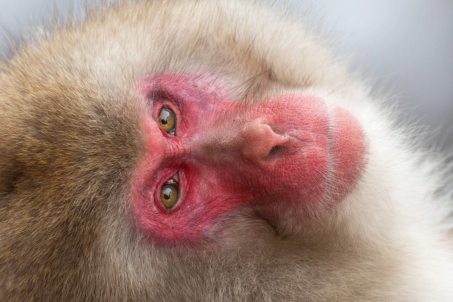 japanese-macaque-looking-back.jpg
