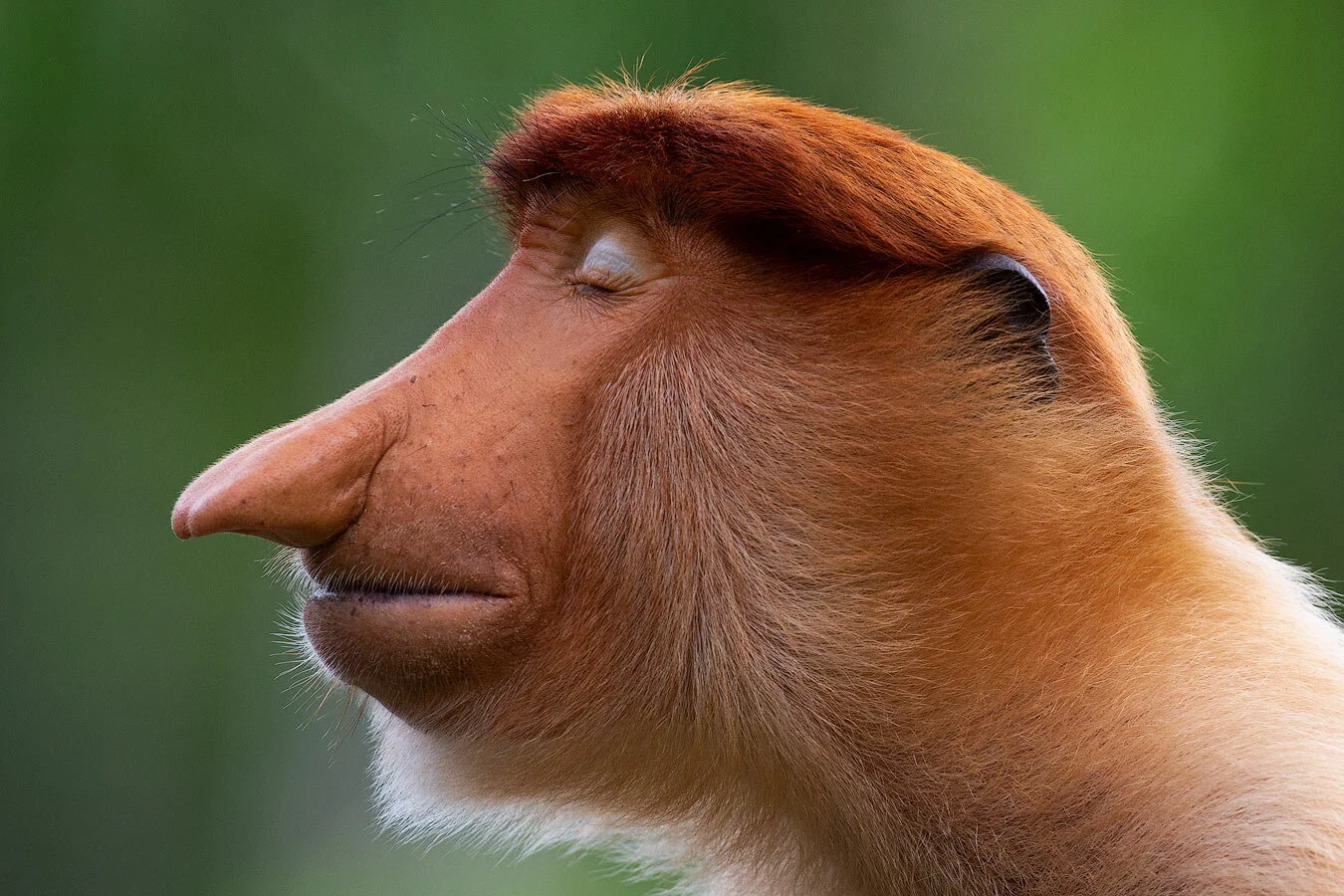 Proboscis-monkey-the-inner-world-Mogens-Trolle-copy.jpg
