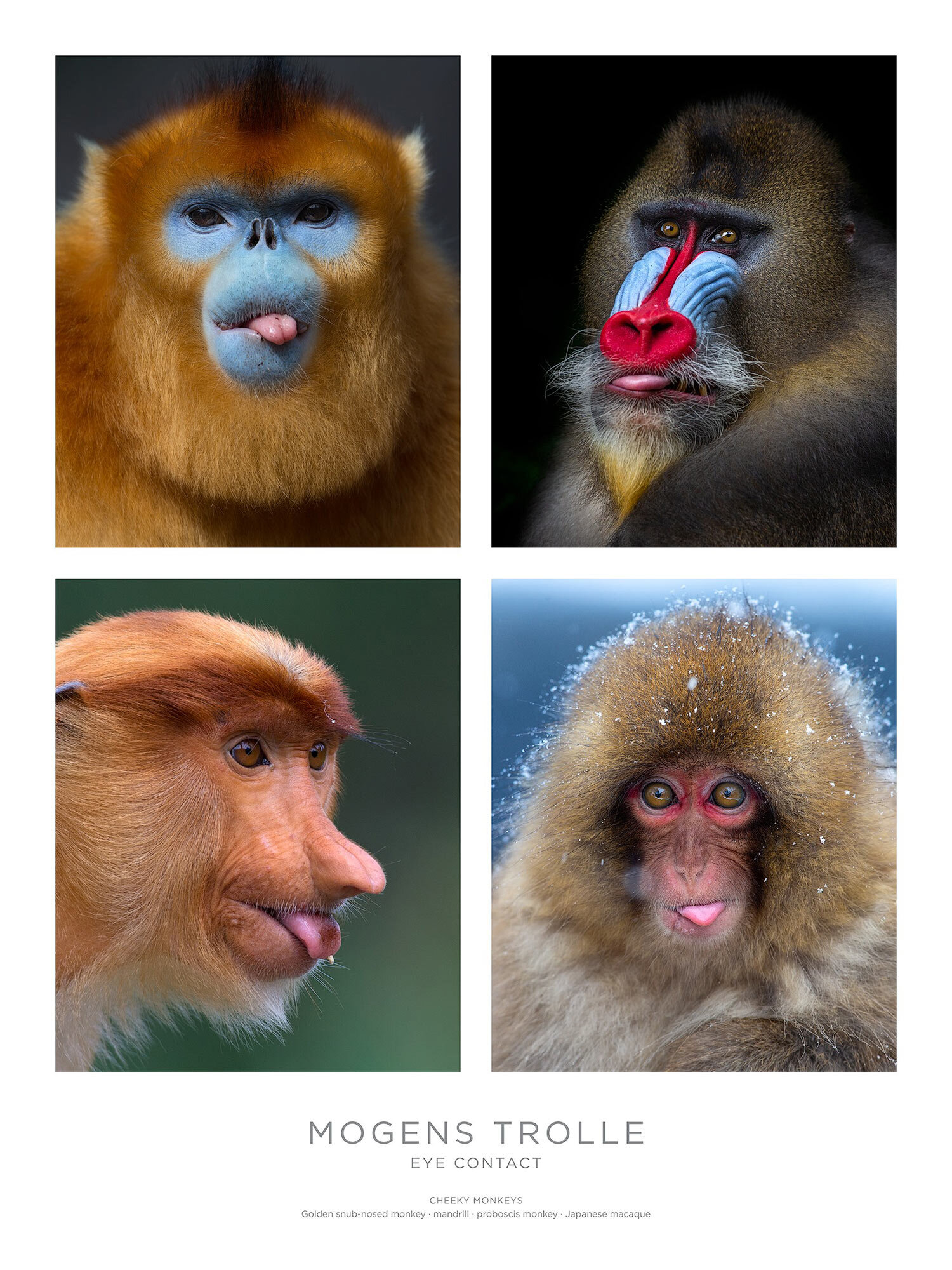 Cheeky-monkeys-Eye-Contact-poster-Trolle.jpg