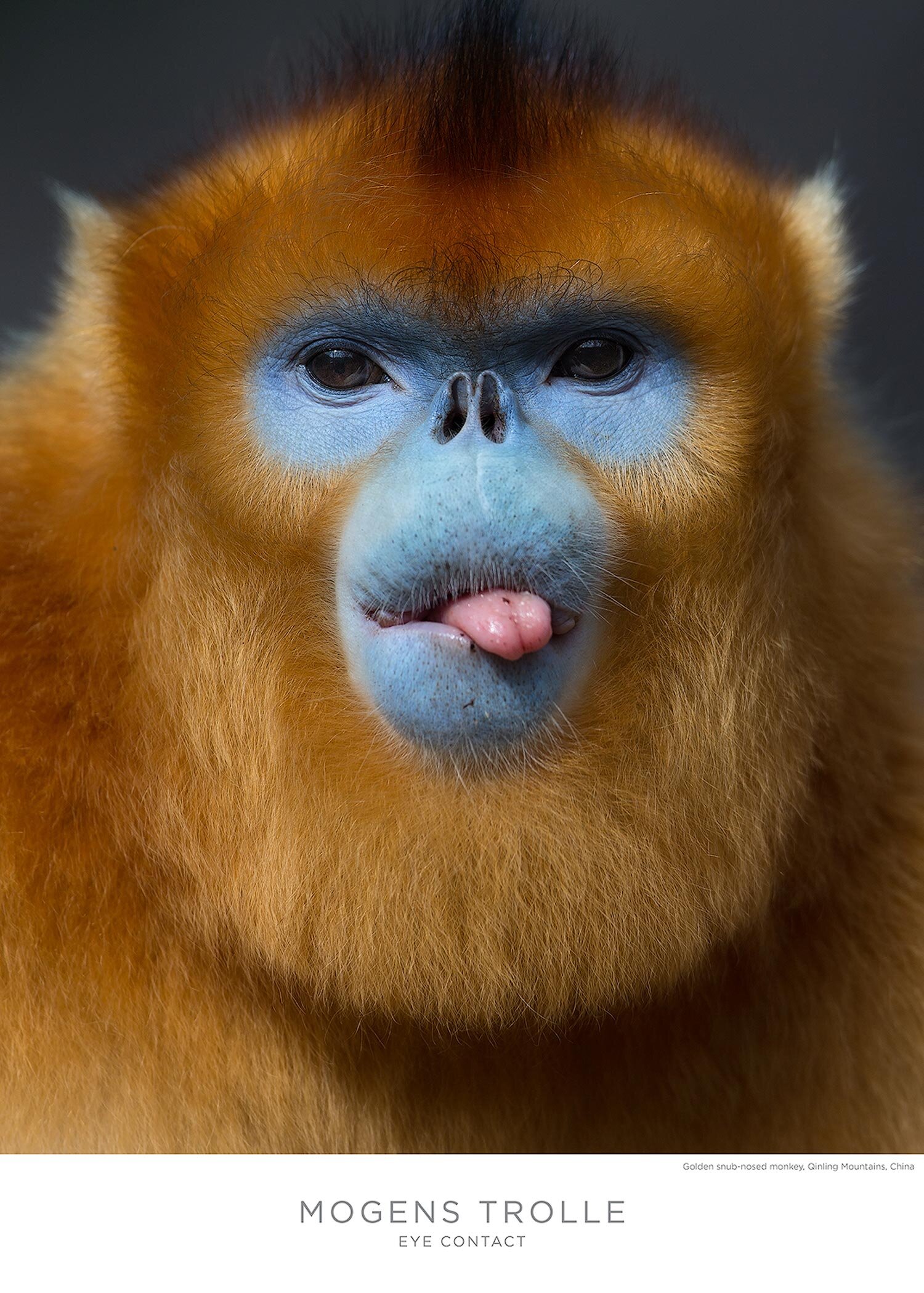 Golden-snub-nosed-monkey-poster-Trolle.jpg