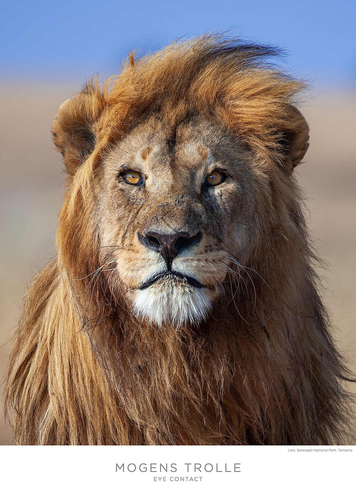 Lion-poster-Trolle.jpg