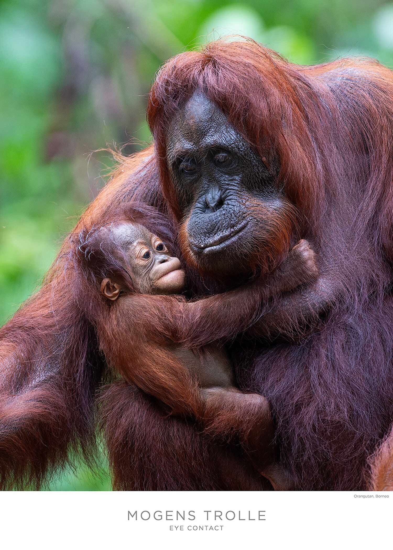 Orangutan-mother-and-young-poster-Trolle.jpg